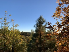 Quercus gambelii