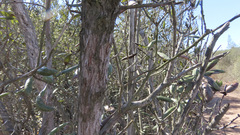 Comarostaphylis diversifolia