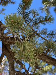 Pinus edulis