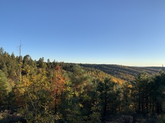 Quercus gambelii