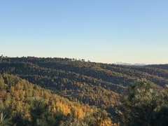 Quercus gambelii