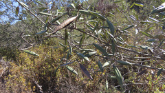 Comarostaphylis diversifolia