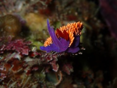 Flabellinopsis iodinea