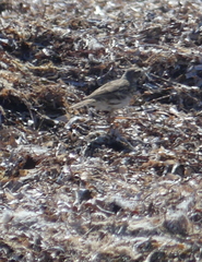 Anthus australis