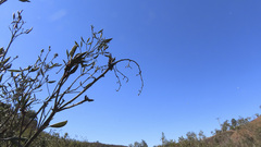 Comarostaphylis diversifolia