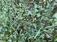 Hydrocotyle sibthorpioides