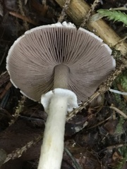 Agaricus diminutivus