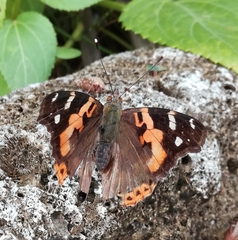 Vanessa indica indica