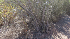 Comarostaphylis diversifolia