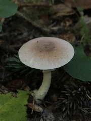 Agaricus diminutivus
