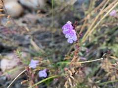 Hedeoma hyssopifolia