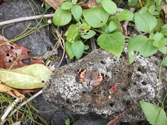Vanessa indica indica