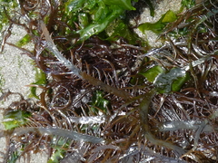 Chondracanthus chamissoi