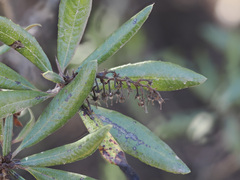 Comarostaphylis diversifolia