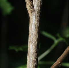 Sidastrum tehuacanum