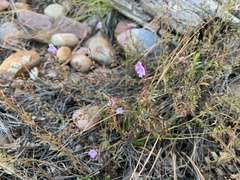 Hedeoma hyssopifolia