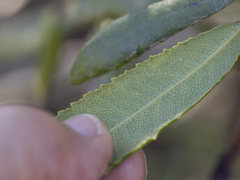 Comarostaphylis diversifolia
