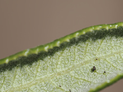 Comarostaphylis diversifolia