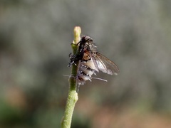 Entomophthora