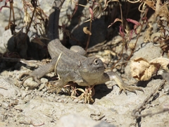 Liolaemus chiliensis