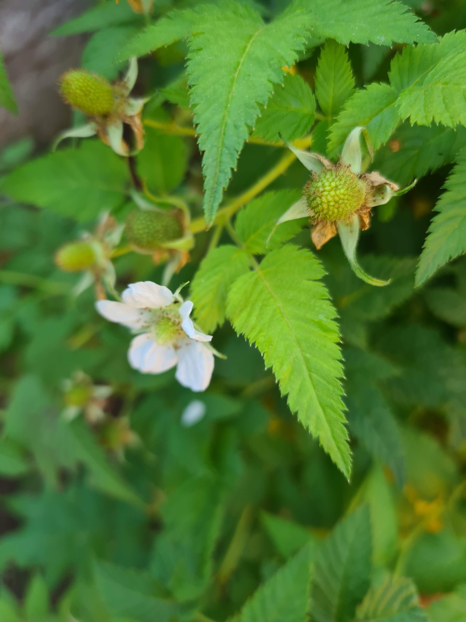 Rubus rosifolius
