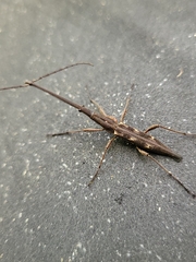 Lasiorhynchus barbicornis