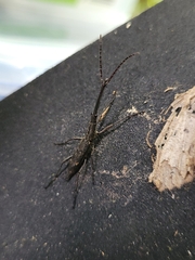 Lasiorhynchus barbicornis