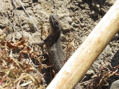 Liolaemus chiliensis