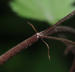 Sidastrum tehuacanum