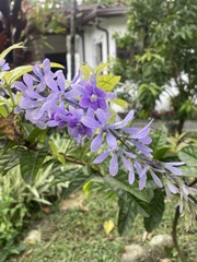 Petrea