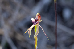 Caladenia tessellata