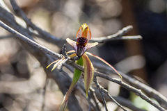 Caladenia tessellata