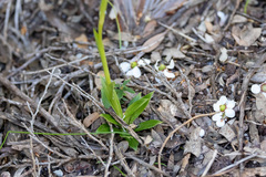 Pterostylis tasmanica
