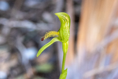 Pterostylis tasmanica
