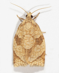 Adoxophyes negundana