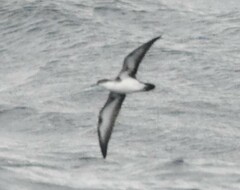 Puffinus lherminieri