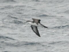 Puffinus lherminieri