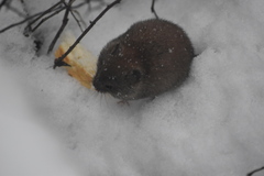 Clethrionomys gapperi