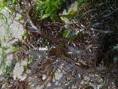 Chondracanthus chamissoi