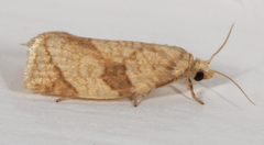 Adoxophyes negundana