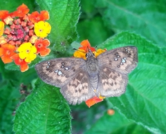 Polyctor enops