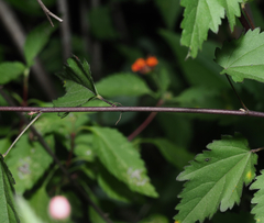 Sidastrum tehuacanum