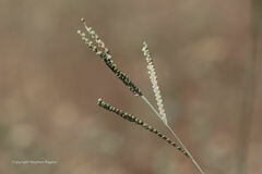 Paspalum floridanum