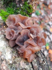 Phaeotremella
