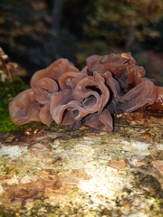 Phaeotremella