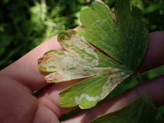 Phytomyza minuscula group