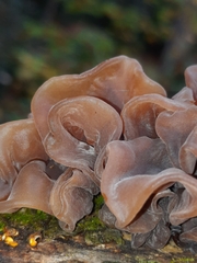 Phaeotremella