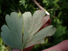 Phytomyza minuscula group