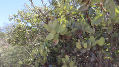 Arctostaphylos