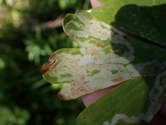 Phytomyza minuscula group